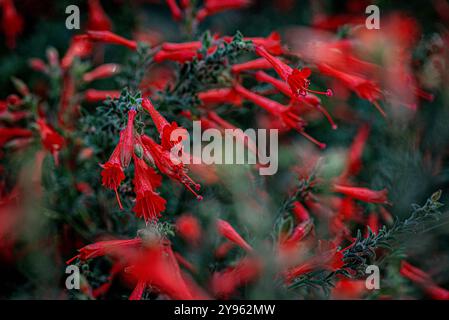 Placentia, Californie, États-Unis. 8 octobre 2024. Le fuchsia californien fleurit en profusion par un chaud matin d'automne. Le jardin de la maison photographerÃs montre des couleurs vives et est plein de vie au début d'octobre. L'automne vient dans les jardins de banlieue du comté d'Orange, en Californie, avec des températures chaudes et des nuits fraîches. (Crédit image : © Bruce Chambers/ZUMA Press Wire) USAGE ÉDITORIAL SEULEMENT! Non destiné à UN USAGE commercial ! Banque D'Images