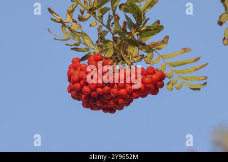 Grappe rouge de baies de rowan avec des feuilles sur un fond bleu, baies de rowan (Sorbus aucuparia), plante, arbuste, flore, arbre à oiseaux, île de Fehmarn, Banque D'Images