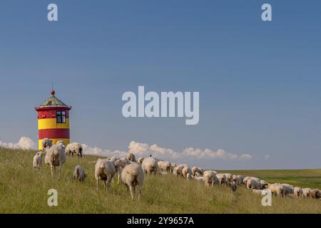 Troupeau d'ovins devant le phare de Pilsum, Pilsum, Krummhoern, Frise orientale, basse-Saxe, Allemagne, Europe Banque D'Images