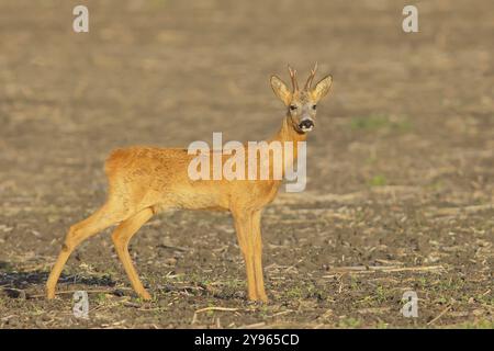 Chevreuil d’Europe (Capreolus capreolus), roebuck debout dans un champ après la saison d’ornithage, faune sauvage, lumière matinale, chevreuil, mammifère, mer Baltique i Banque D'Images