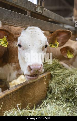 Gros plan d'une vache mangeant du foin dans une grange, Haselstaller Hof, Gechingen, Forêt Noire, Allemagne, Europe Banque D'Images