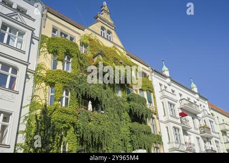 Verdure de façade, bâtiment ancien, Immanuelkirchstrasse, Prenzlauer Berg, Pankow, Berlin, Allemagne, Europe Banque D'Images
