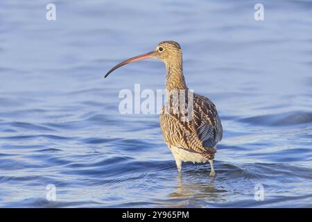 Courlis eurasien, courlis eurasien (Numenius arquata) buvant dans les eaux peu profondes de la mer Baltique, faune sauvage, sauvagine, côte de la mer Baltique, Fehmarn I Banque D'Images