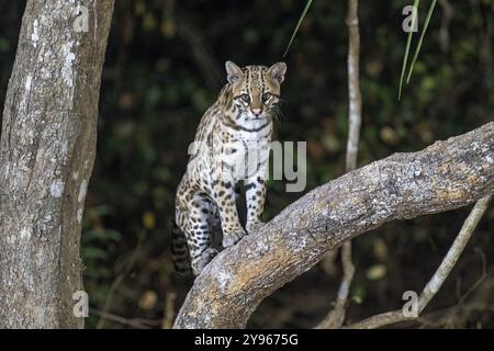 Ocelot (Leopardus pardalis), contact visuel, sur une branche, la nuit, Pantanal, intérieur des terres, zone humide, réserve de biosphère de l'UNESCO, site du patrimoine mondial, zone humide bio Banque D'Images