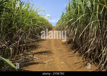 Champ de canne à sucre (Saccharum officinarum), Océan Indien, île Maurice, Afrique Banque D'Images