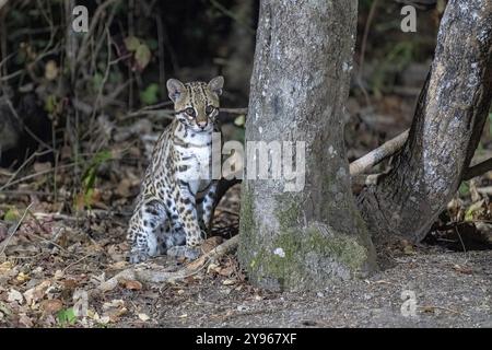 Ocelot (Leopardus pardalis), contact visuel, assis sous l'arbre, la nuit, Pantanal, intérieur des terres, zone humide, réserve de biosphère de l'UNESCO, site du patrimoine mondial, Wetl Banque D'Images