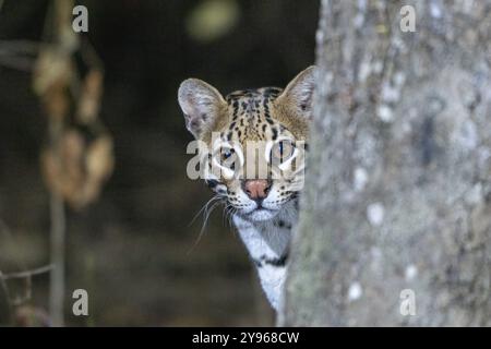 Ocelot (Leopardus pardalis), portrait animal, contact visuel, la nuit, Pantanal, intérieur des terres, zone humide, réserve de biosphère de l'UNESCO, site du patrimoine mondial, zone humide Banque D'Images