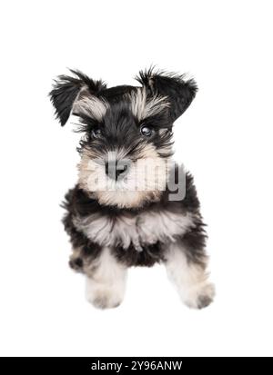 Petit chiot schnauzer miniature mignon assis et regardant la caméra isolé sur fond blanc Banque D'Images