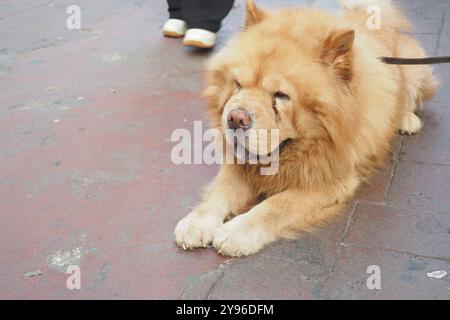 Un chien Fluffy Chow Chow se détache paisiblement dans la rue avec un comportement confortable Banque D'Images