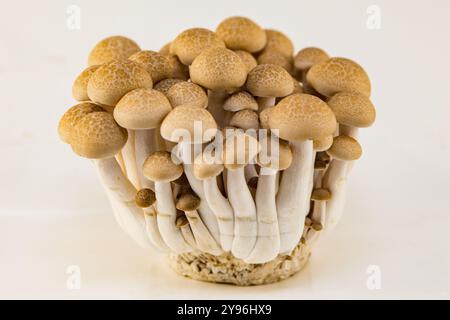 Hêtre brun, champignons Buna shimeji isolés sur blanc Banque D'Images