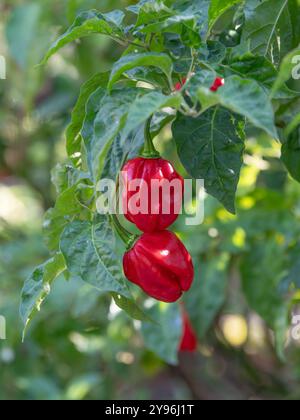 Capsicum chinense, poivre habanero, est une plante ornementale dans le potager avec son fruit rouge vif. Banque D'Images