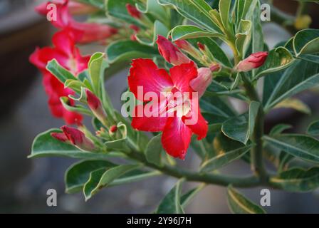 Macro photo détaillée fleurs d'adenium rouge vif sur fond flou Banque D'Images