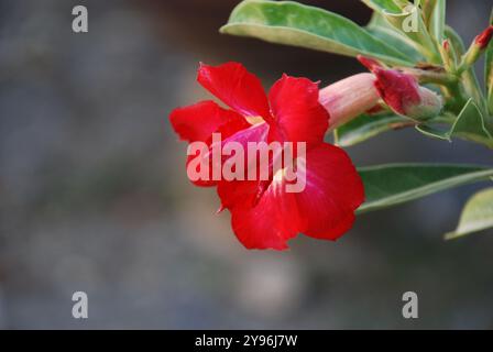 Macro photo détaillée fleurs d'adenium rouge vif sur fond flou Banque D'Images