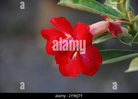 Macro photo détaillée fleurs d'adenium rouge vif sur fond flou Banque D'Images