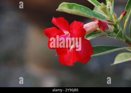 Macro photo détaillée fleurs d'adenium rouge vif sur fond flou Banque D'Images