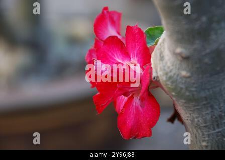 Macro photo détaillée fleurs d'adenium rouge vif sur fond flou Banque D'Images