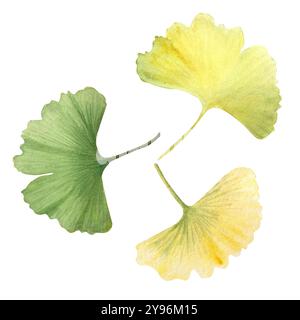 Trois ginkgo biloba, arbre maidenhair vibrant vert et jaune ensemble de feuilles. Aquarelle texturée détaillée peinte à la main de haute qualité parfaite pour les motifs Banque D'Images