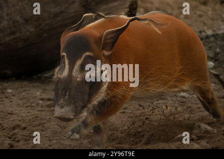 La rivière Rouge (porc-Potamochoerus porcus), aussi connu sous le potamochère Banque D'Images