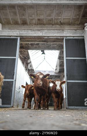 Europas größter Viehmarkt Startet. Mit dem Galli-Viehmarkt Beginnt in Leer Ostfriesland traditionell der Gallimarkt. Viehhändler treiben in der Ostfrieslandhalle ihre Tiere auf. Leer Niedersachsen Deutschland *** le plus grand marché bovin d'Europe commence le marché bovin Galli traditionnellement à Leer Ostfriesland les commerçants bovins conduisent leurs animaux autour de l'Ostfrieslandhalle à Leer Niedersachsen Allemagne Copyright : xdiebildwerftx Banque D'Images