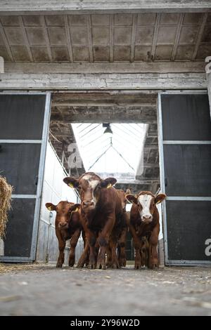 Europas größter Viehmarkt Startet. Mit dem Galli-Viehmarkt Beginnt in Leer Ostfriesland traditionell der Gallimarkt. Viehhändler treiben in der Ostfrieslandhalle ihre Tiere auf. Leer Niedersachsen Deutschland *** le plus grand marché bovin d'Europe commence le marché bovin Galli traditionnellement à Leer Ostfriesland les commerçants bovins conduisent leurs animaux autour de l'Ostfrieslandhalle à Leer Niedersachsen Allemagne Copyright : xdiebildwerftx Banque D'Images