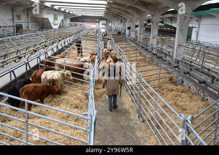 Europas größter Viehmarkt Startet. Mit dem Galli-Viehmarkt Beginnt in Leer Ostfriesland traditionell der Gallimarkt. Viehhändler treiben in der Ostfrieslandhalle ihre Tiere auf. Leer Niedersachsen Deutschland *** le plus grand marché bovin d'Europe commence le marché bovin Galli traditionnellement à Leer Ostfriesland les commerçants bovins conduisent leurs animaux autour de l'Ostfrieslandhalle à Leer Niedersachsen Allemagne Copyright : xdiebildwerftx Banque D'Images