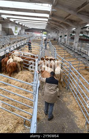 Europas größter Viehmarkt Startet. Mit dem Galli-Viehmarkt Beginnt in Leer Ostfriesland traditionell der Gallimarkt. Viehhändler treiben in der Ostfrieslandhalle ihre Tiere auf. Leer Niedersachsen Deutschland *** le plus grand marché bovin d'Europe commence le marché bovin Galli traditionnellement à Leer Ostfriesland les commerçants bovins conduisent leurs animaux autour de l'Ostfrieslandhalle à Leer Niedersachsen Allemagne Copyright : xdiebildwerftx Banque D'Images