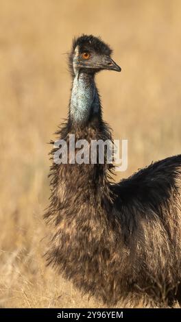 Portrait d'un émeu (Dromaius novaehollandiae) est une espèce d'oiseau sans vol endémique de l'Australie, détail en gros plan. Banque D'Images