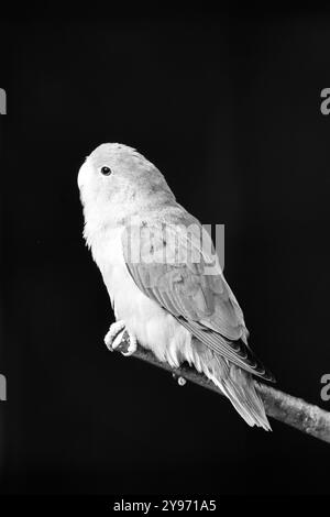 Portrait d'un tourtereau de Fischer sur fond noir. Agapornis fischeri. Petit perroquet. Banque D'Images