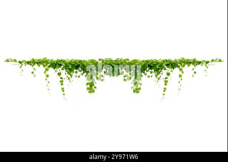 cadre de vigne feuille de vigne isole sur un fond blanc Banque D'Images