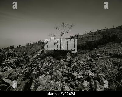 A dead tree among the tobacco plants at temanggung tlirir Banque D'Images