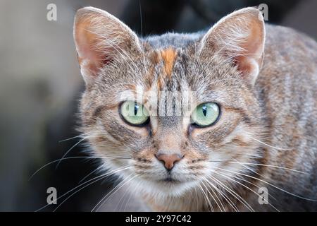 un portrait en gros plan d'un beau chat tabby avec des yeux verts saisissants Banque D'Images