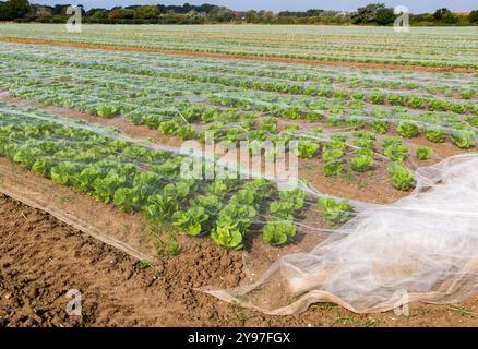 Rangées de laitues protégées par de la peluche cultivée en champ, Bawdsey, Suffolk, Angleterre, Royaume-Uni rangées de laitues protégées par des filets cultivées en champ, Banque D'Images