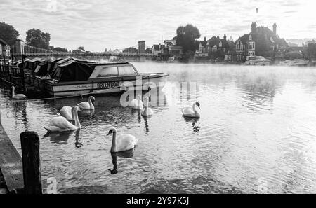 Marlow Royaume-Uni 4 octobre - Cygnes dans la brume sur la Tamise à Marlow , Buckinghamshire pendant le temps de bienvenue sec et ensoleillé Banque D'Images