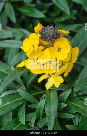 Erysimum Walberton's Fragrant Sunshine, wallflower Walberton's Fragrant Sunshine, pointe des fleurs jaune vif Banque D'Images