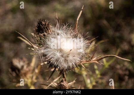 Chardon à lait sec (Cirsium vulgare) sur les mauvaises herbes fleuries en gros plan Banque D'Images