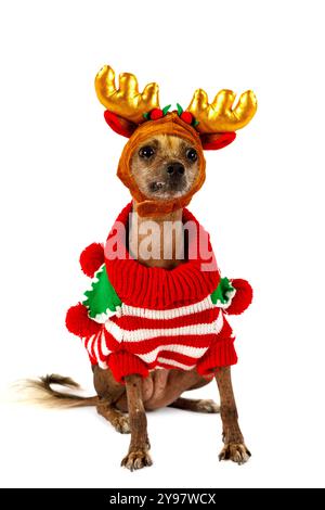 Drôle chien Xoloitzcuintli habillé dans des vêtements chauds avec des cornes de cerf sur la tête isolé sur fond blanc Banque D'Images