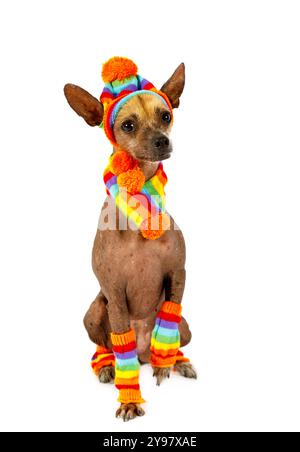 Chien pur-sang Xoloitzcuintli vêtu d'une casquette chaude, d'une écharpe et de chaussettes isolé sur fond blanc Banque D'Images