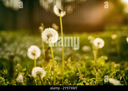 Balles de pissenlit (Taraxacum officinale) dans la lumière du soleil au coucher du soleil, gros plan. Vue d'un pissenlit, soufflballs contre le coucher du soleil pendant l'été Banque D'Images