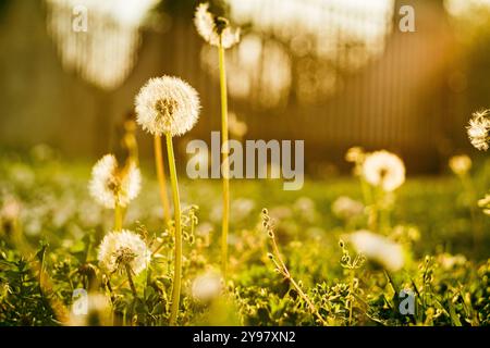 Balles de pissenlit (Taraxacum officinale) dans la lumière du soleil au coucher du soleil, gros plan. Vue d'un pissenlit, soufflballs contre le coucher du soleil pendant l'été Banque D'Images