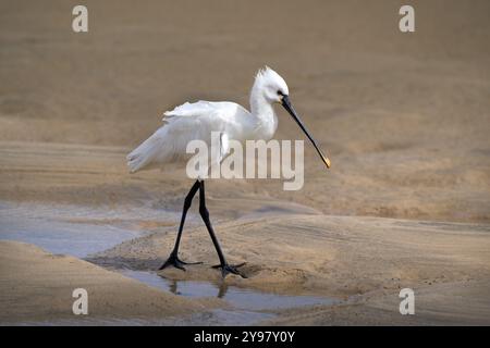 Bec de cuillère eurasien (Platalea leucorodia) en vue latérale marchant à marée basse dans du sable humide et bosselé avec de l'eau résiduelle Banque D'Images