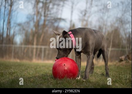 Chiot Pitbull Terrier jouant avec un jouet pour chien dans la cour Banque D'Images