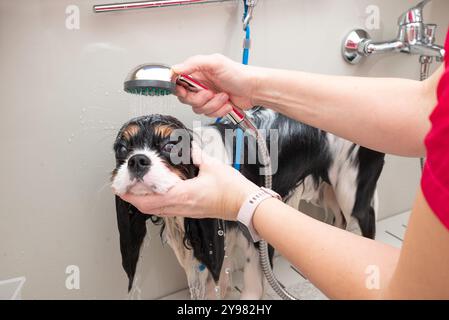 Portrait drôle de chien Cavalier King Charles spaniel prenant une douche avec shampooing. chien prend un bain moussant dans un salon de toilettage pour animaux. Banque D'Images