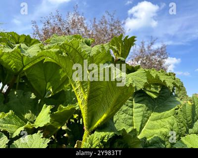 La rhubarbe chilienne, Gunnera tinctoria, pousse dans le jardin botanique. Banque D'Images