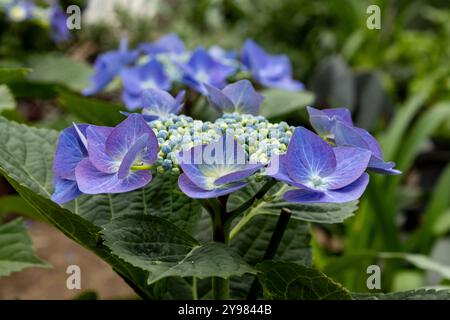 Casquette parfaite de fleurs d'hortensia bleues Banque D'Images