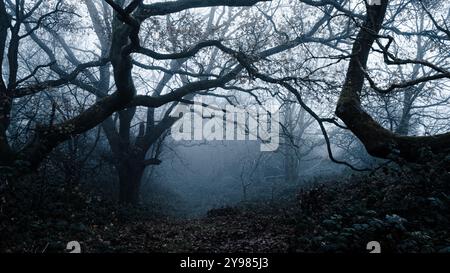 Une forêt effrayante, avec des arbres dessinés par le brouillard lors d'un mystérieux jour d'hiver effrayant Banque D'Images