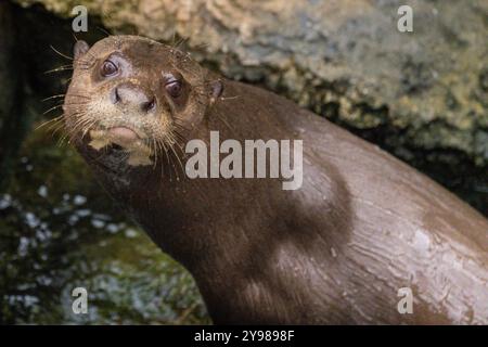 Loutre géante ou loutre de rivière géante, Pteronura brasiliensis, sur terre près des rochers, captive Banque D'Images