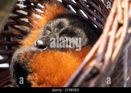 Lémurien roux (Varecia rubra), femelle, endormie rapprochée, captive, espèce en danger critique d'extinction originaire de Madagaskar Banque D'Images