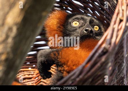 Lémurien roux (Varecia rubra), femelle, de près, captive, espèce en danger critique d'extinction originaire de Madagaskar Banque D'Images