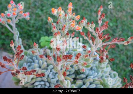 Ghost Echeveria succulent avec fleurs rouges gros plan sur l'herbe verte. Famille des Crassulaceae. Jardin des succulents Banque D'Images