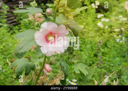 Hollyhocks dans le jardinage. Plante de mauve. Médecine fleurs sauvages dans les prairies. Cottage jardin. Banque D'Images